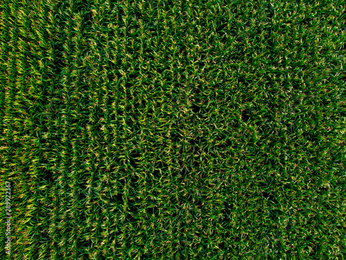 vue aérienne sur un champ de maïs avec ses lignes