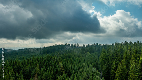 Green forest of pine tree.