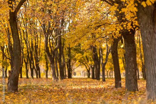 Sunny alley strewn with yellow leaves in the autumn park. Sunset warm light