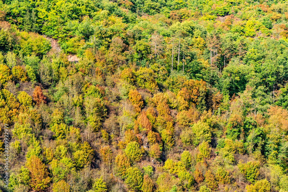 Background from trees with colorful and yellow leaves. Autumn forest from a height.
