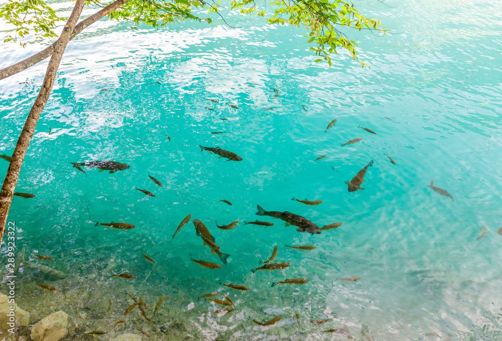 Fototapeta premium Pretty fishes swim in the crystal clear blue water at the shore of the lake. Plitvice National Park, Croatia.