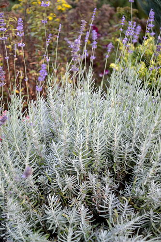 Lavender is narrow-leaf, a variety of Lavandula angustifolia Richard Grey. Flowering plants