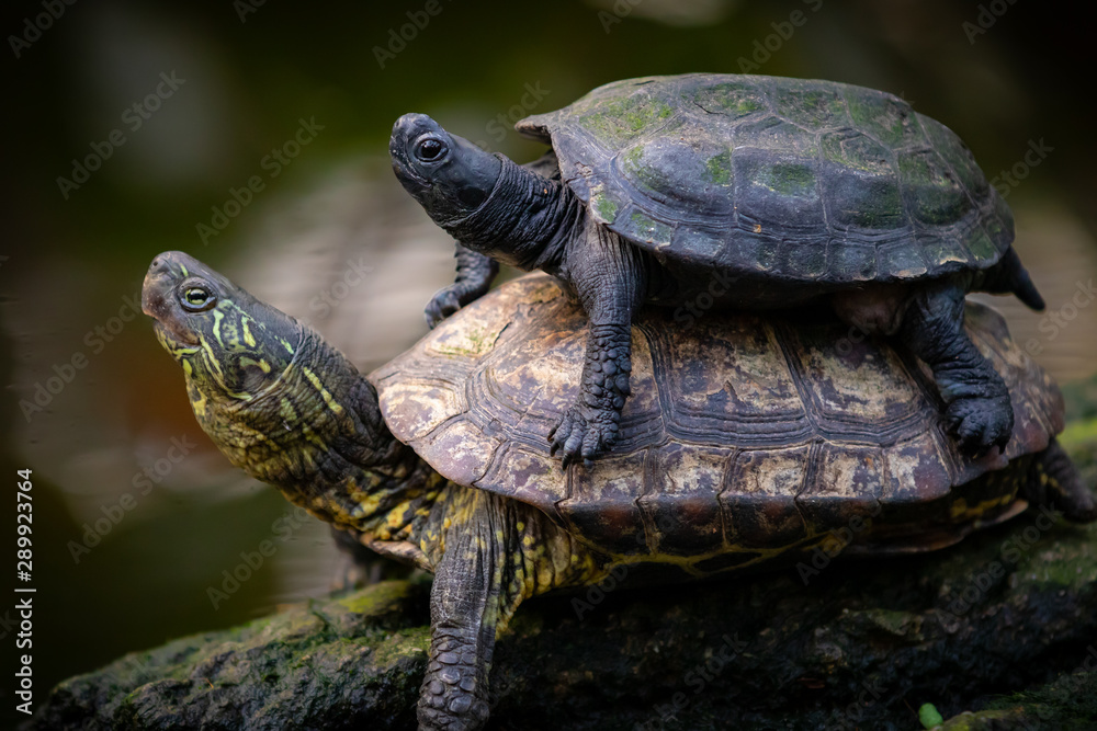 Obraz premium mother and baby mud turtles. baby turtle riding on mother turtle