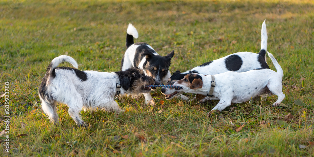 Many dogs run and play with a ball in a meadow - a cute pack of Jack Russell Terriers Many dogs run and play with a ball in a meadow - a cute pack of Jack Russell Terriers