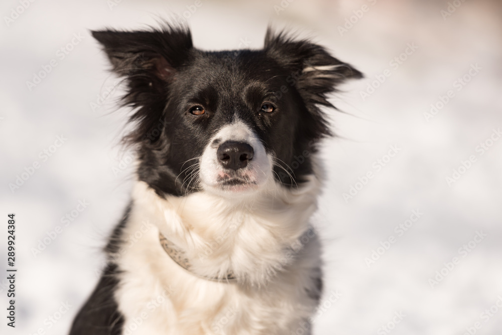 Border collie dog. Portrait in front of a snowy background