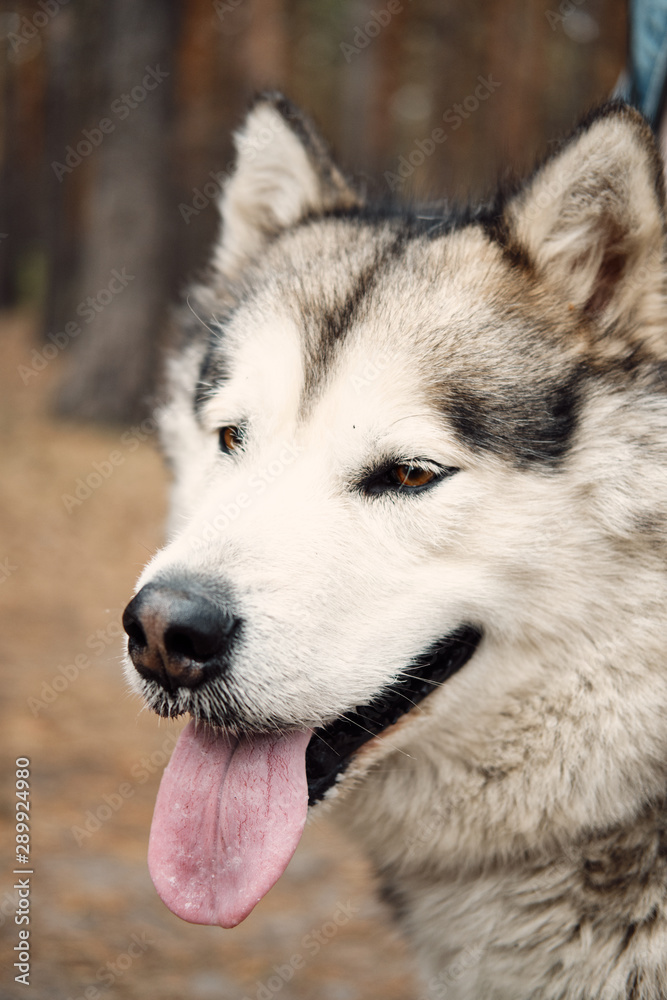 Alaskan Malamute on nature in the autumn park. Domestic pet Alaskan Malamute on nature in the autumn park. Domestic pet