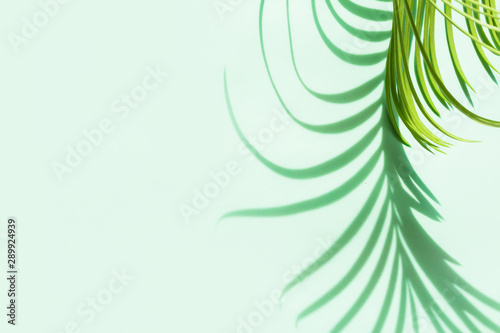 Creative floral pattern flat lay abstract background shadow of palm leaves on a colored background.color neo mint