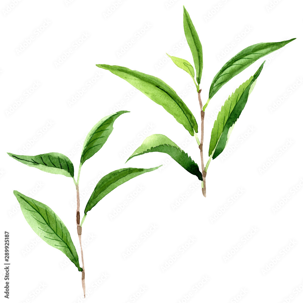 Green tea leaves. Watercolor background illustration set. Isolated leaf illustration element.