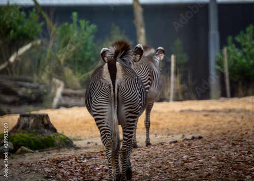 African zebra walking 