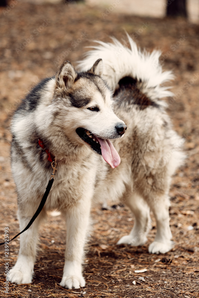 Alaskan Malamute on nature in the autumn park. Domestic pet Alaskan Malamute on nature in the autumn park. Domestic pet