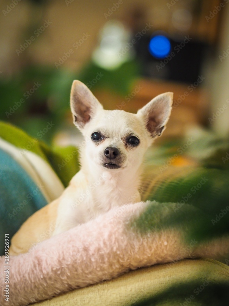 portrait of a chihuahua portrait of a chihuahua