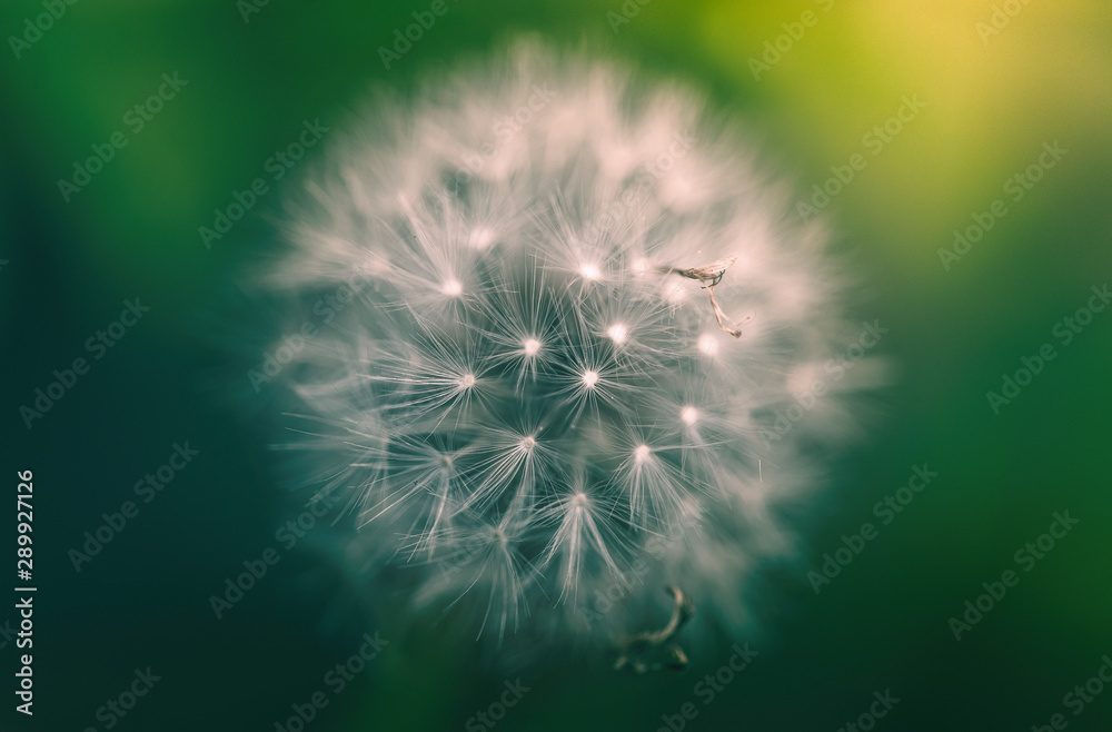 Fototapeta premium Dandelion abstract background. Shallow depth of field. Macro shot of a white dandelion with beautiful light on sunset