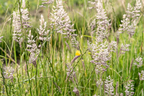 Wildflowers and grasses of soft color on a summer meadow.