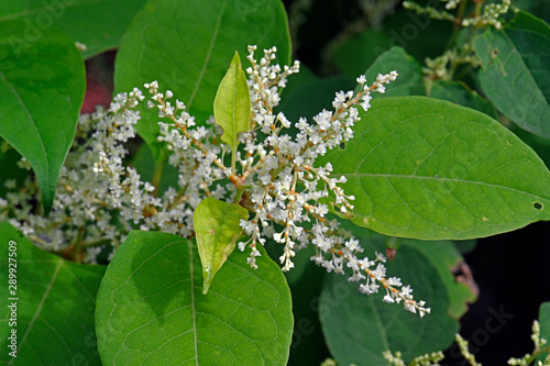 Japanischer Staudenknöterich (Fallopia japonica) - Japanese knotweed / Asian knotweed