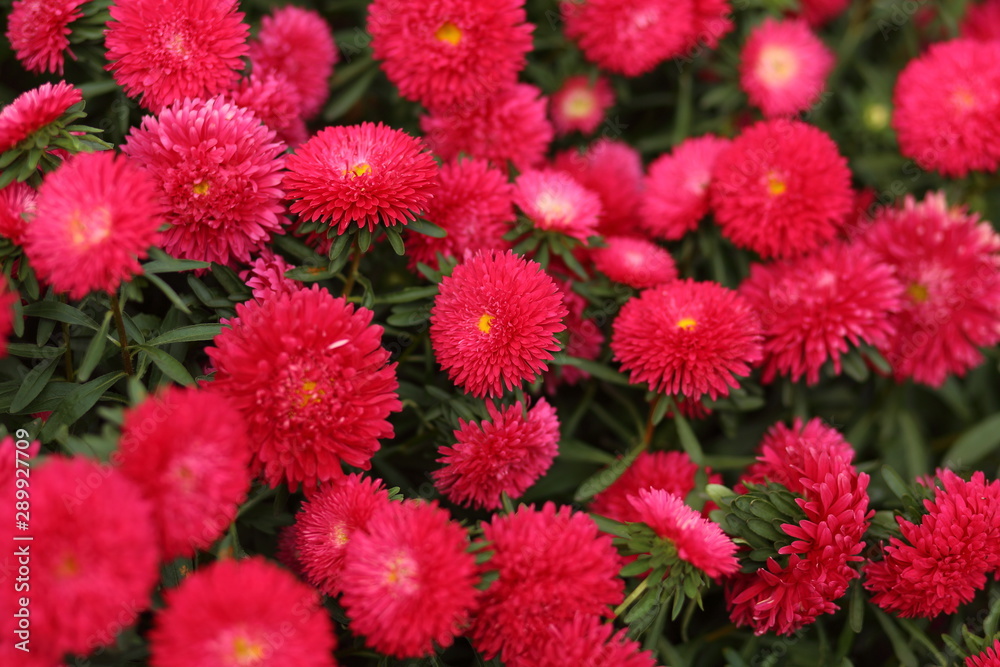 red flowers red flowers