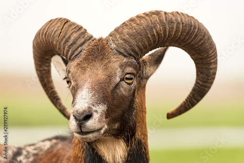 An adult goat with huge swirling horns in foggy morning. © valdisskudre