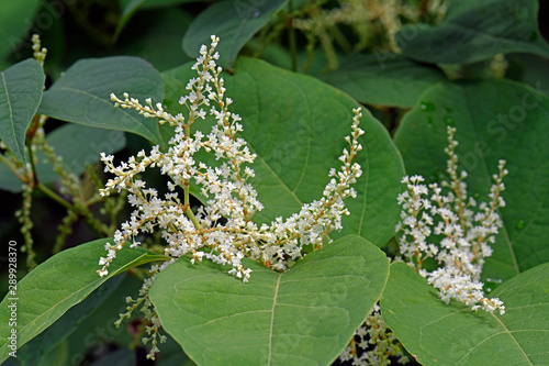 Japanischer Staudenknöterich (Fallopia japonica) - Japanese knotweed / Asian knotweed photo