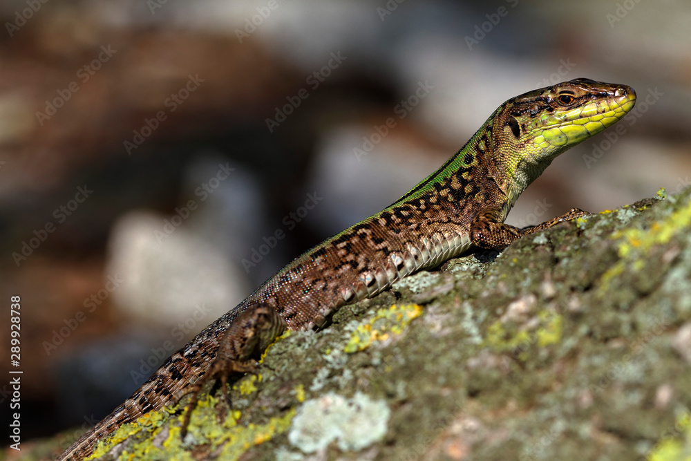 Dalmatian wall lizard from Brijuni National Park Dalmatian wall lizard from Brijuni National Park