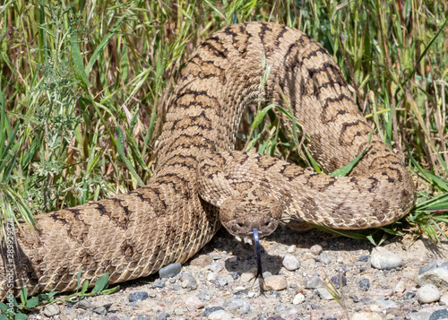 Western Rattlesnake