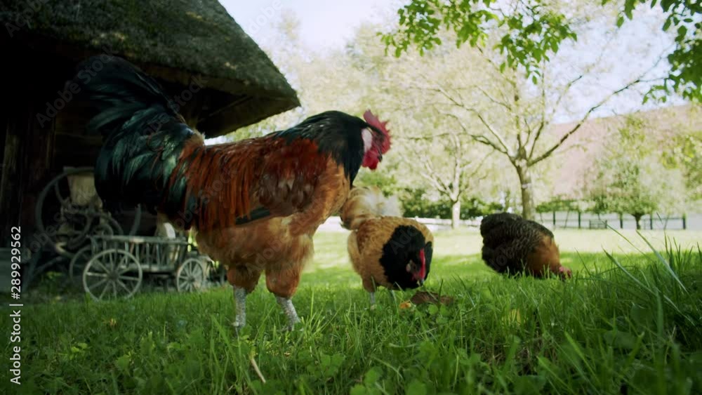 close up of two chickens with one rooster searching a green meadow for food on a sunny day, with a historic barn in the background. close up shot. close up of two chickens with one rooster searching a green meadow for food on a sunny day, with a historic barn in the background. close up shot.