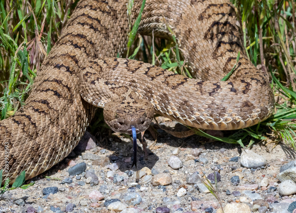 Fototapeta premium Western Rattlesnake