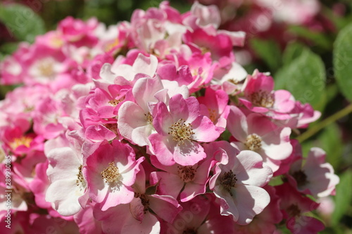 Ramblerrose  Apple blossom 