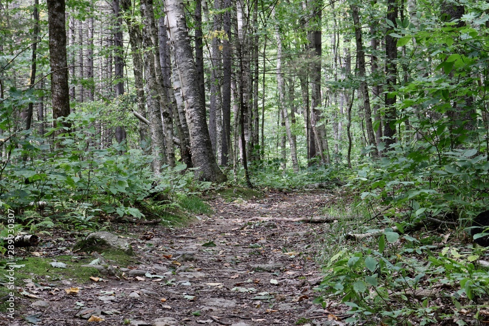 path in forest path in forest