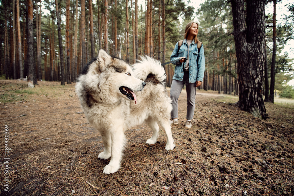 Woman Walking Dog. Young Girl with her Dog, Alaskan Malamute, Outdoor at Autumn. Domestic pet