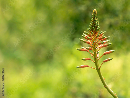 Aloe in bloom. Blurred green background with copy space