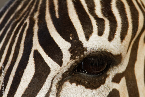 Zebra from Brijuni National Park