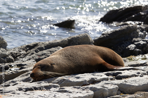 point Kean seal colony, Kaikoura, New Zealand