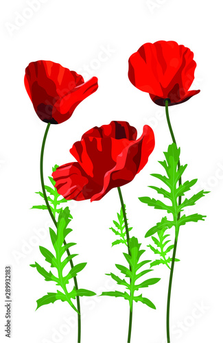 Flowers poppy on a white background  wildflowers  bouquet of flowers  flat design. Vector illustration.