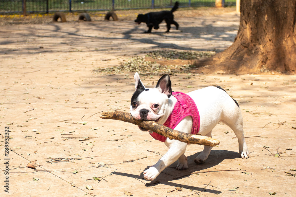 French Bulldog playing with a big stick for him