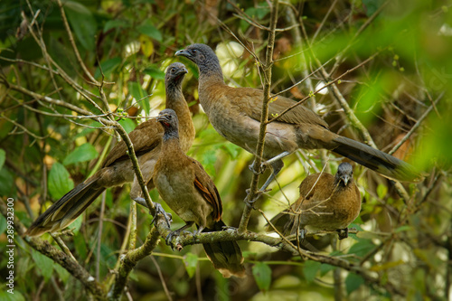 Grey-headed Chachalaca - Ortalis cinereiceps bird of the family Cracidae, related to the Australasian mound builders, breeds in lowlands from Honduras to Colombia photo