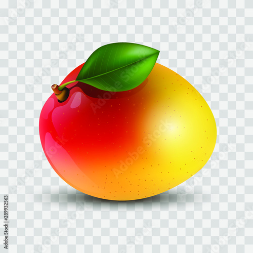 Fruit of a ripe mango isolated on a transparent background, exotic, tropical fruit, 3D. Vector illustration.