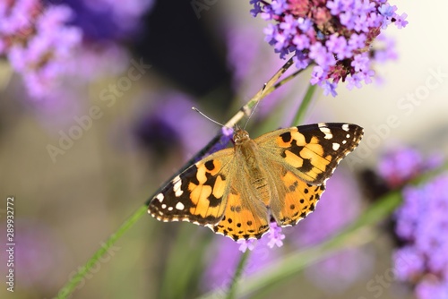 Painted Lady Butterfly, Jersey, U.K. Macro image of a striking insect.