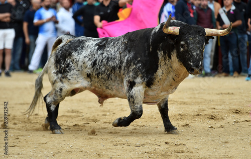 toro negro español en la plaza de toros