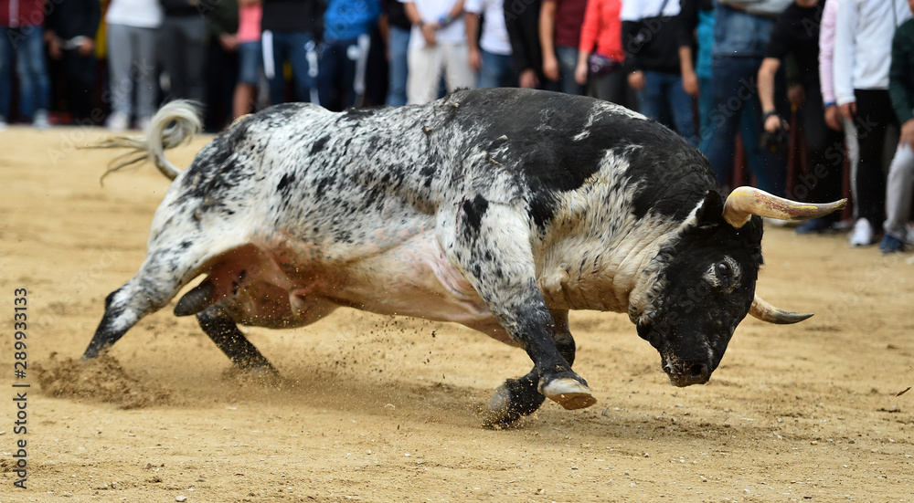 toro español con grandes cuernos