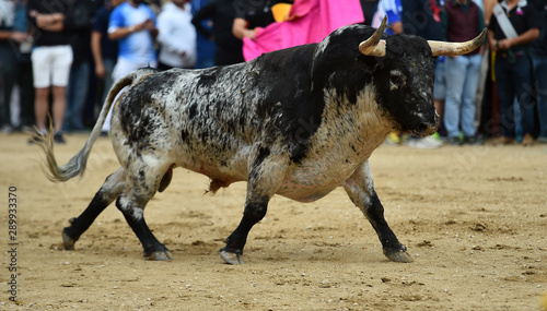 toro negro español en la plaza de toros
