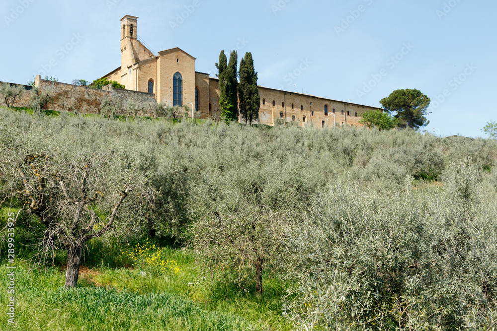 Fototapeta premium Church in the Tuscan hill top town of PIenza Italy with olive groves in the foreground