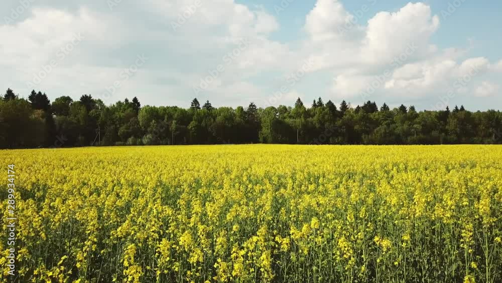 Aerial view of fields full of yellow rapeseed flowers for canola oil production. Aerial view of fields full of yellow rapeseed flowers for canola oil production.