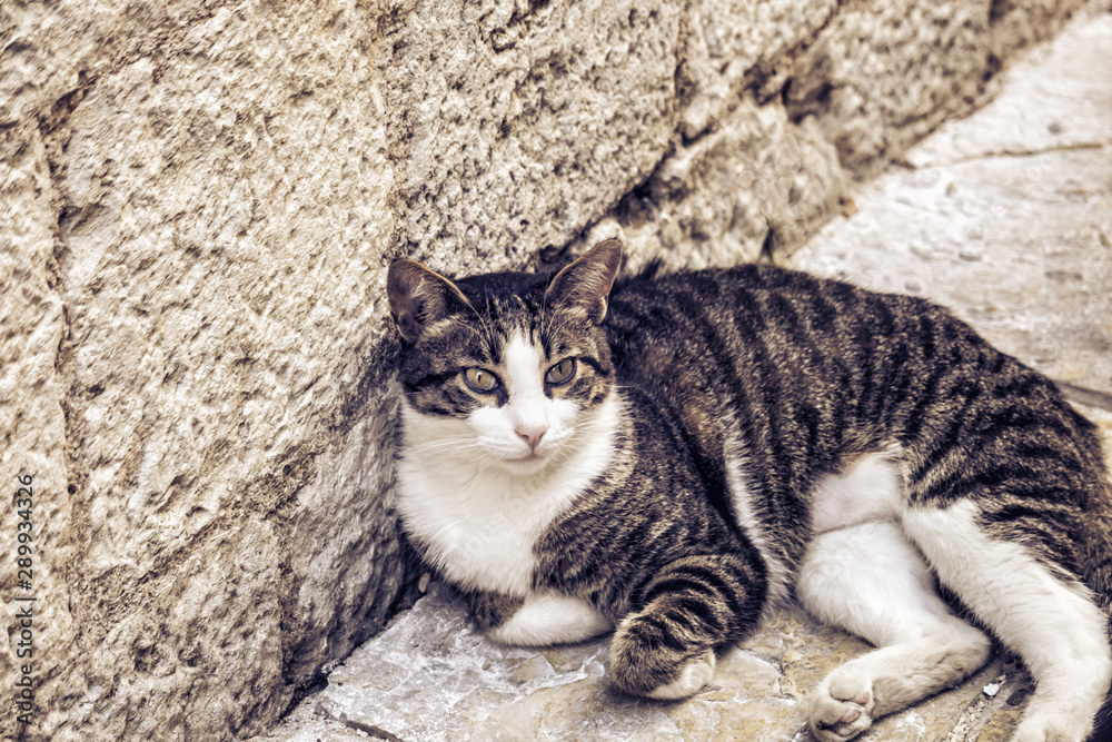 a gray graceful cat lies on an old street in Kotor. Kotor is a city of cats,