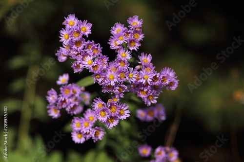 purple flowers in the garden