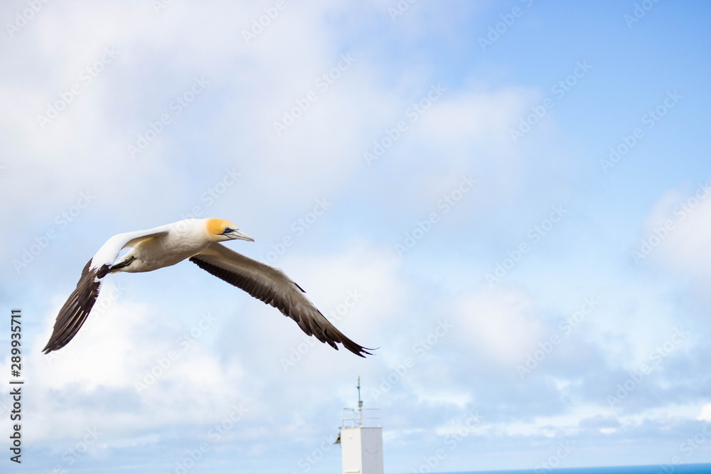 Bird Bird