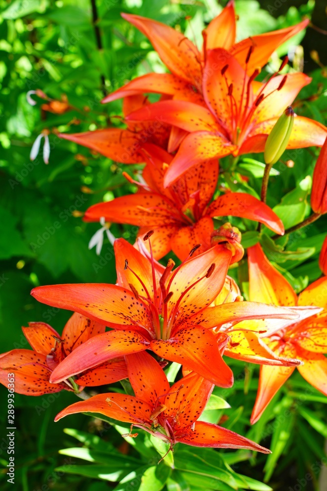 Fototapeta premium Red, orange and yellow Asiatic lily flower growing in the garden