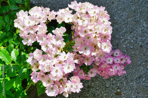 Pink ballerina musk rose flowers photo