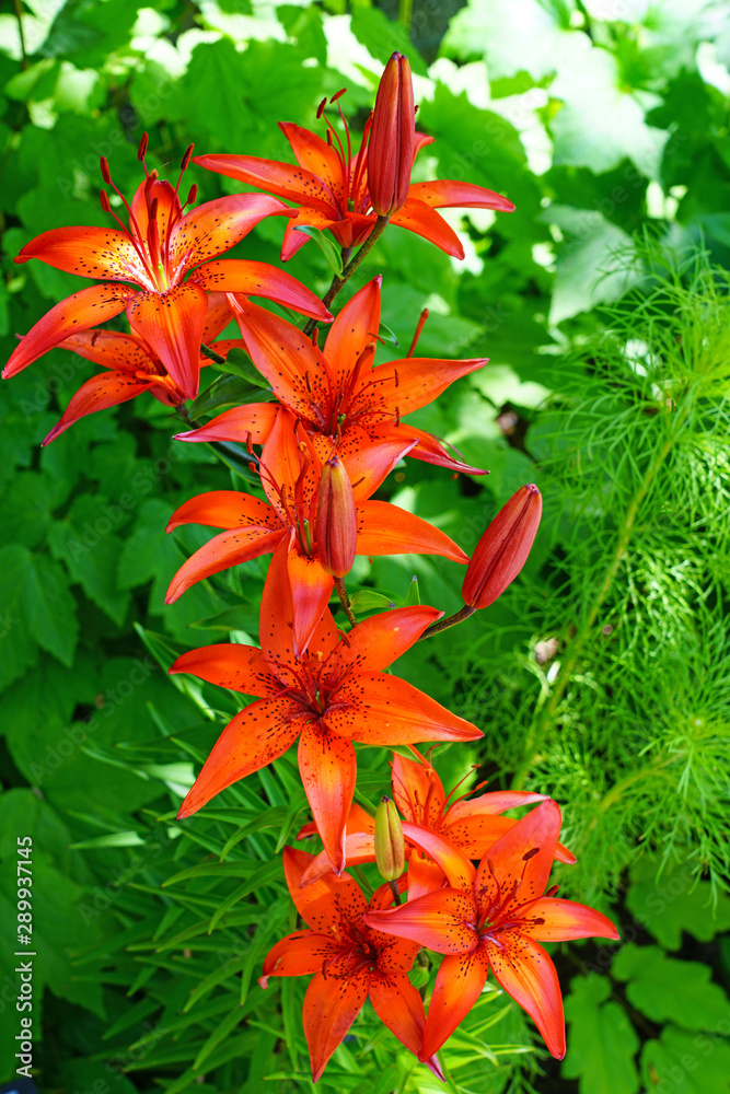 Orange Asiatic lily flower growing in the garden
