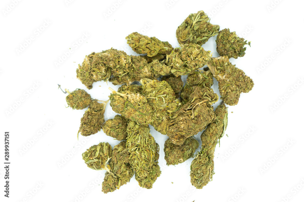 Hemp nugs recently harvested for CBD Hemp nugs recently harvested for CBD
