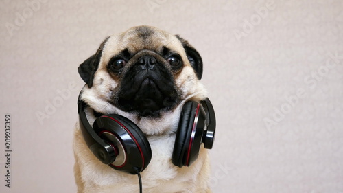 Portrait of funny pug dog in big headphones listening to music in close-up
