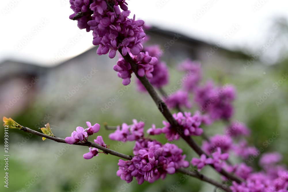 紫の花 紫の花
